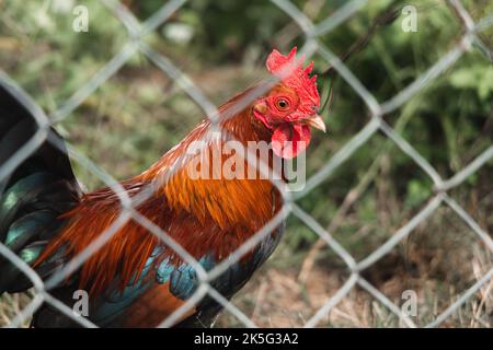 Nahaufnahme eines Hahns hinter einem Zaun Stockfoto