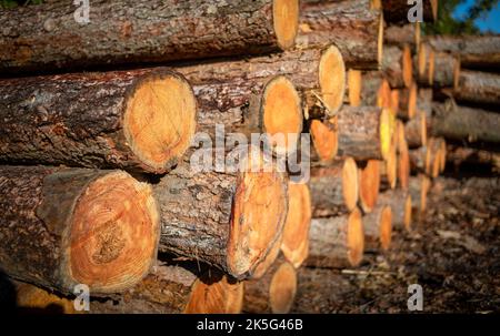 Haufen von geschnittenen Kastanienbäumen und Holz in einem Wald in Near Bedham, West Sussex, Großbritannien. Stockfoto