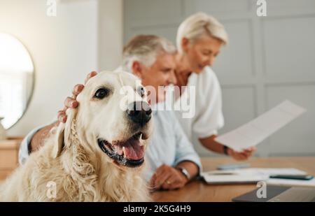 Ältere, ältere Paare und Hunde von Menschen in einem Haus, die sich Verträge und Dokumente angeschaut haben. Glück eines Mannes, einer Frau und eines Tieres im Ruhestand suchen Stockfoto