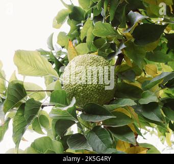 Maclura pomifera Frucht von grüner Farbe auf gelben Blättern auf dem Tisch. Beigefarbener Hintergrund. Stockfoto