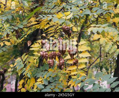 Koelreuteria paniculat im Park Herbstfarben sind schön. Stockfoto