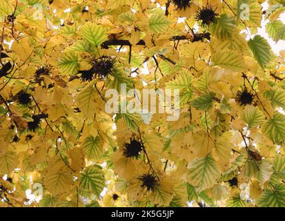 Herbstfarben der Blätter auf den Bäumen im Park. Gelb, grün mit blauen und weißen Wolken. Stockfoto