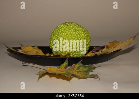 Maclura pomifera grüne Frucht mit gelben Kürbisblättern am Baum. Beigefarbener Hintergrund. Herbst. Stockfoto