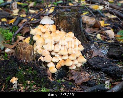 Eine Gruppe des gemeinen Schwefelkopfes mit dem lateinischen Namen Hypholoma fasciculare Stockfoto