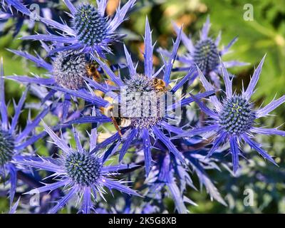 Die Nahaufnahme der Bienen auf dem hellen purpurnen Meerstechel - eryngium - an einem sonnigen Tag im Sommer. Stockfoto