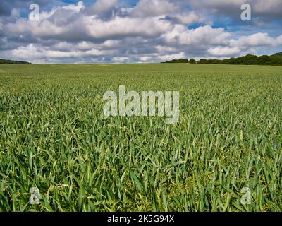 Ein Feld aus grün wachsendem Weizen in weiter Ferne gegen einen blauen Himmel mit weißen Wolken. Stockfoto