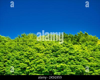 Üppiges grünes Laub vor einem klaren blauen Himmel an einem sonnigen Tag im Sommer. Stockfoto