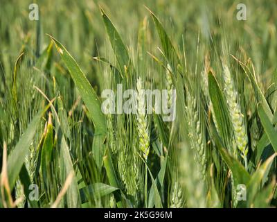 Nahaufnahme eines Ährs wachsenden Weizens, mit einer engen Schärfentiefe und verschwommenem Hintergrund. Stockfoto