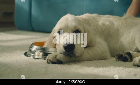 Mädchen setzen Schüssel auf milden Teppich, Hund Trinkwasser und spritzt Tropfen, Durst löschen. Golden Retriever. Stockfoto