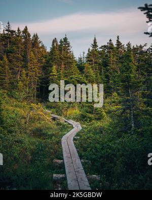 Trail durch einen wunderschönen Wald, Outer Cove, Neufundland und Labrador, Kanada Stockfoto