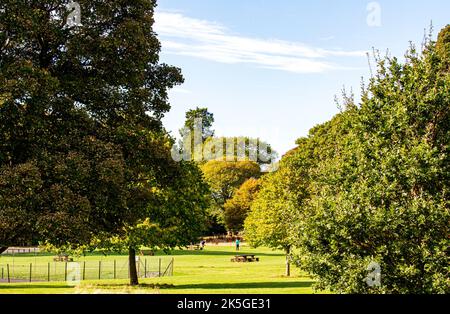 Dundee, Tayside, Schottland, Großbritannien. 8.. Oktober 2022. Wetter in Großbritannien: Nordost-Schottland sonnt sich in der herrlichen Oktobersonne, mit Temperaturen um die 16 Grad Die Bäume im Camperdown Park und Wildlife Center von Dundee beginnen, Herbstfarben zu färben. Anwohner und Hundewanderer nutzen das schöne Wetter, während sie den Tag im Park verbringen und die herbstliche Landschaft bewundern. Kredit: Dundee Photographics/Alamy Live Nachrichten Stockfoto