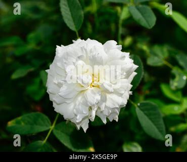 Eine Nahaufnahme einer Susan Williams-Ellis Rose auf einem natürlichen Hintergrund Stockfoto