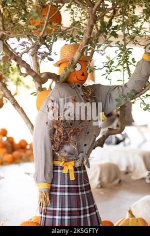 Vogelscheuche in der Nähe von Baum und Kürbisse Dekoration für Halloween Urlaub. Stockfoto