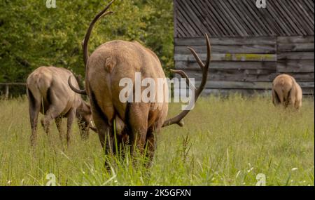 Endstück der Bullmoose, die in Cataloochee im Great Smoky Mountains National Park grast Stockfoto