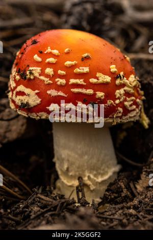 Winziger, Rot Bedeckter Pilz, Der Durch Den Waldboden Schiebt Stockfoto