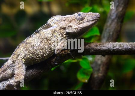 Anolis barbatus eine kleine Chamäleoneidechse aus Kuba Stockfoto