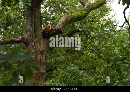 Ein roter Panda liegt ruhig auf einem chinesischen Baum Stockfoto