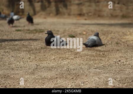 Eine gezielte Aufnahme von Felstauben auf dem Boden Stockfoto