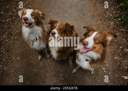 Glückliche beste Freunde aussie rote Tricolor und Merle haben Spaß zusammen im Park. Blick von oben. Mama und Welpen. Drei Australian Shepherds sitzen im Wald Stockfoto