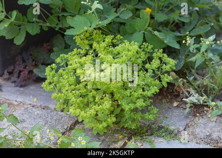 Garten-Wolfsmilch, in den Fugen, Ritzen zwischen Pflastersteinen, Gartenwolfsmilch, Euphorbia peplus, Kleinspurge, Radium-Unkraut, Krebs-Unkraut, Milchkraut Stockfoto