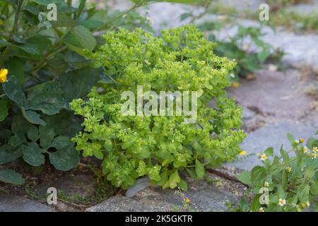 Garten-Wolfsmilch, in den Fugen, Ritzen zwischen Pflastersteinen, Gartenwolfsmilch, Euphorbia peplus, Kleinspurge, Radium-Unkraut, Krebs-Unkraut, Milchkraut Stockfoto