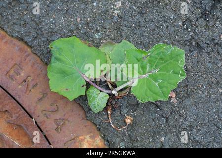 Huflattich, Huflattich-Blatt, Tussilago fara, coltsfoot, Pas d´âne, Tussilage, Blatt, Blätter, Blatt, Blätter, Durchbrechen eine Teerdecke, Asphalt Stockfoto