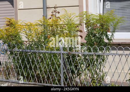 Kanadische Goldrute, Goldrute, Solidago canadensis, Kanada Goldenrod Stockfoto