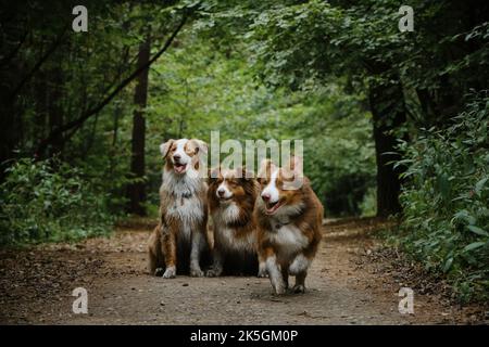Glückliche beste Freunde aussie rote Trikolore und rote Merle zusammen im Park. Zwei Hunde sitzen und andere laufen glücklich nach vorne und ragen aus der Zunge. Drei A Stockfoto