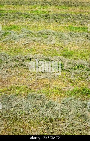 Nahaufnahme von frisch geschnittenem Gras auf einem Feld in Reihen Stockfoto