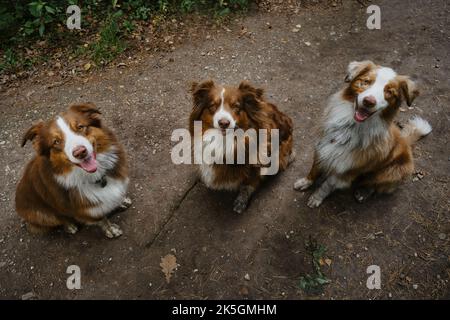 Glückliche beste Freunde aussie rote Tricolor und Merle haben Spaß zusammen im Park. Blick von oben. Mama und Welpen. Drei Australian Shepherds sitzen im Wald Stockfoto