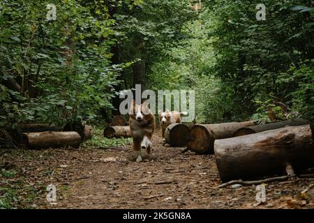 Australian Shepherds laufen im Sommer auf der Waldstraße. Glückliche beste Freunde aussie rote Trikolore und rote Merle haben Spaß zusammen im Park. Logs on Trail. Fron Stockfoto