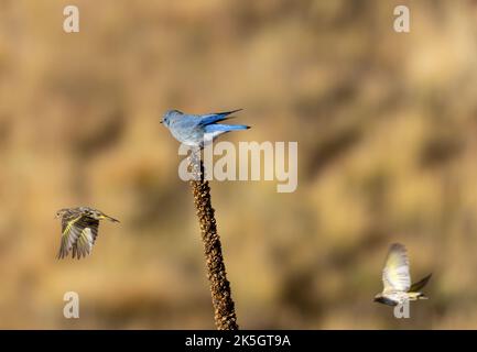 Ein Bergbluebird und ein Paar Pinien sammeln Samen, während Espenbäume im Herbst im Bergbaugebiet Victor / Cripple Creek zu Gold werden Stockfoto