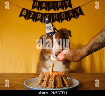 Konzept des Haustieres als Familienmitglied. Aussie mit Papierkappe auf dem Kopf auf der Party. Cookies in Form von Knochen. Hand des Mannes mit Tattoo-Lichter Kerze Nummer 1 auf do Stockfoto