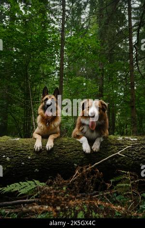 Konzept von Haustieren draußen, keine Menschen. Zwei Hunde liegen auf einem umgestürzten Baum in einem Nadelwald. Australier und Deutscher Schäferhund posieren zusammen mit ihren Stockfoto