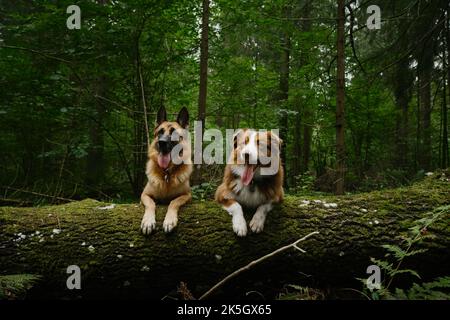 Konzept von Haustieren draußen, keine Menschen. Zwei Hunde liegen auf einem umgestürzten Baum in einem Nadelwald. Australier und Deutscher Schäferhund posieren zusammen mit ihren Stockfoto