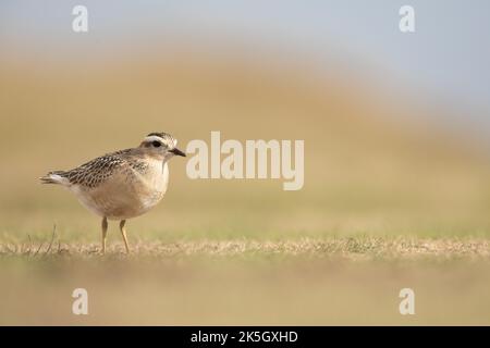 Eurasischer Dotterel, Charadrius morinellus, Cleeve-verbreitet Stockfoto