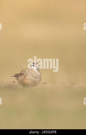 Eurasischer Dotterel, Charadrius morinellus, Cleeve-verbreitet Stockfoto