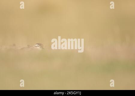 Eurasischer Dotterel, Charadrius morinellus, Cleeve-verbreitet Stockfoto