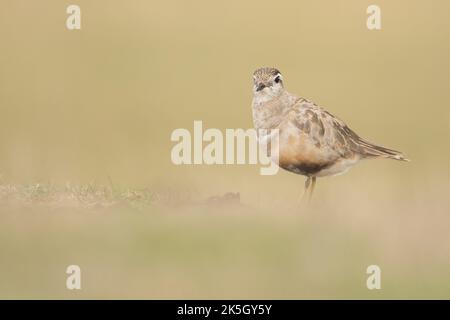 Eurasischer Dotterel, Charadrius morinellus, Cleeve-verbreitet Stockfoto