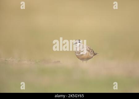 Eurasischer Dotterel, Charadrius morinellus, Cleeve-verbreitet Stockfoto