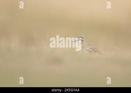 Eurasischer Dotterel, Charadrius morinellus, Cleeve-verbreitet Stockfoto