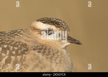 Eurasischer Dotterel, Charadrius morinellus, Cleeve-verbreitet Stockfoto