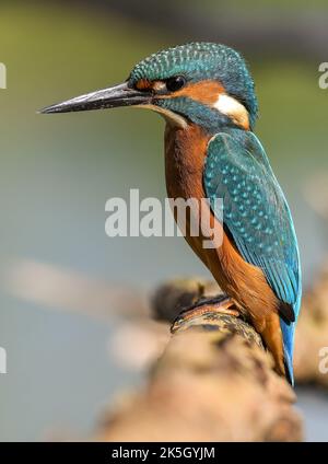 Eisvögel an der Themse. Stockfoto