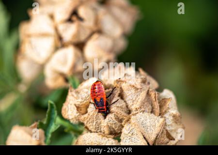 Rote Beatle auf einigen weißen Blumen Stockfoto