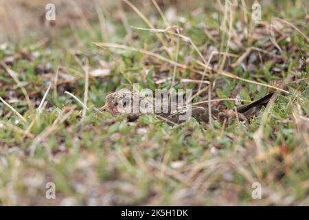 Nesting Purple Sandpiper, Calidris maritima, Raufarhofn, Island Stockfoto