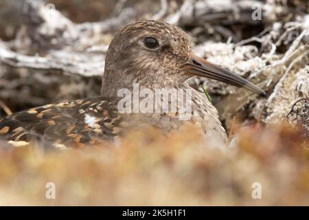 Nesting Purple Sandpiper, Calidris maritima, Raufarhofn, Island Stockfoto