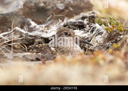 Nesting Purple Sandpiper, Calidris maritima, Raufarhofn, Island Stockfoto