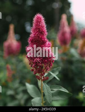 Eine vertikale Aufnahme einer rosa Spiraea-Weide, die auf einem Feld wächst Stockfoto