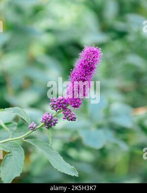 Eine vertikale Aufnahme einer violetten Spiralweide, die auf einem Feld wächst Stockfoto