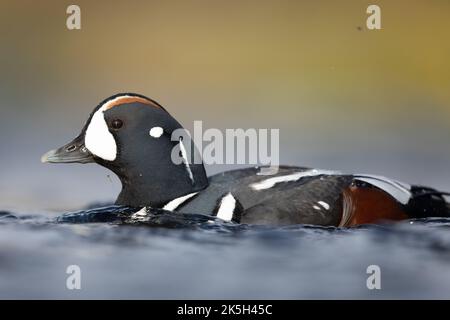 Harlequin Duck männlich, River Laxa, Island Stockfoto